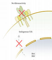 Application Of Genome-Editing Technologies For Off-the-Shelf T Cell ...